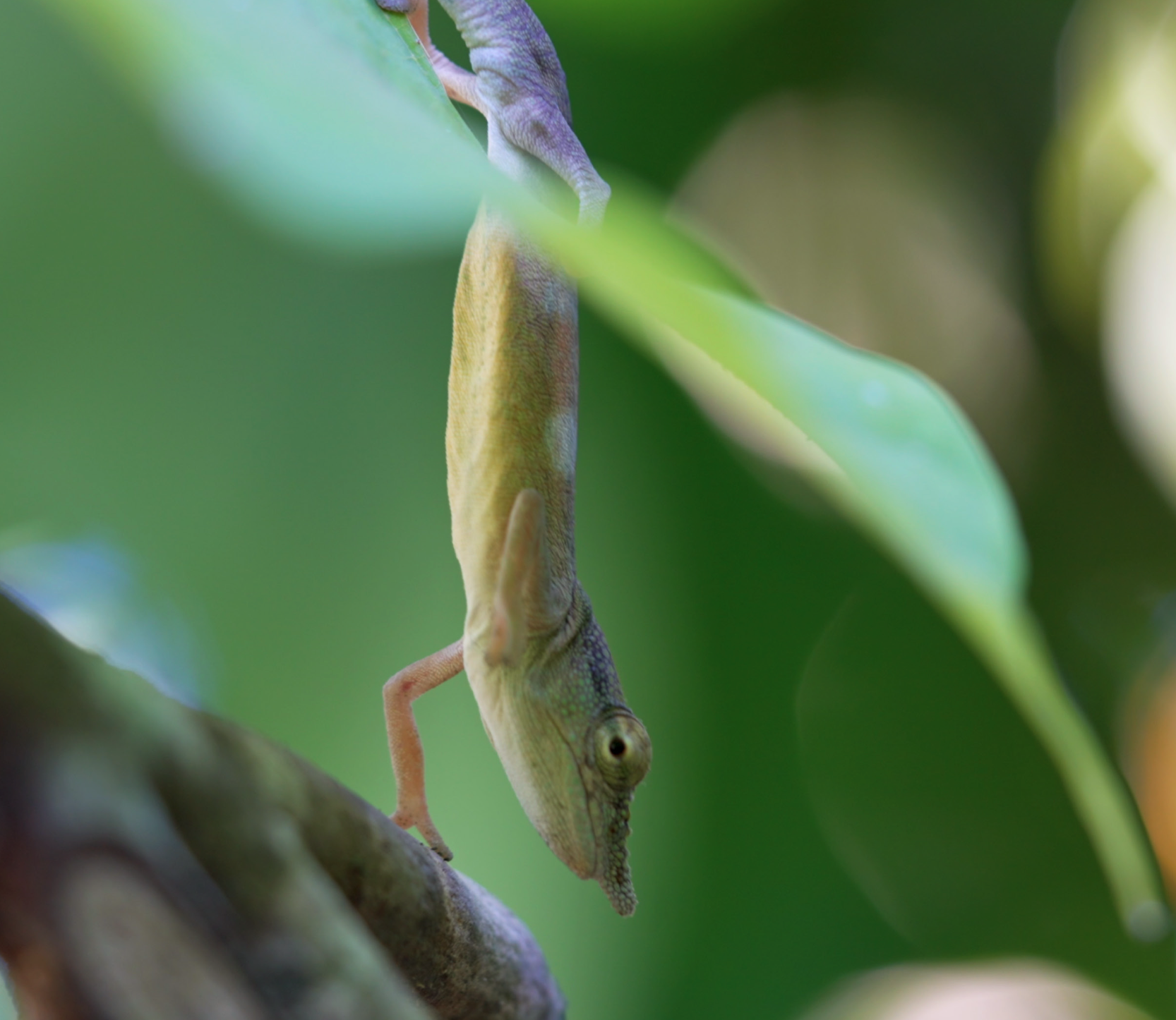 Conservation Urgency - 1